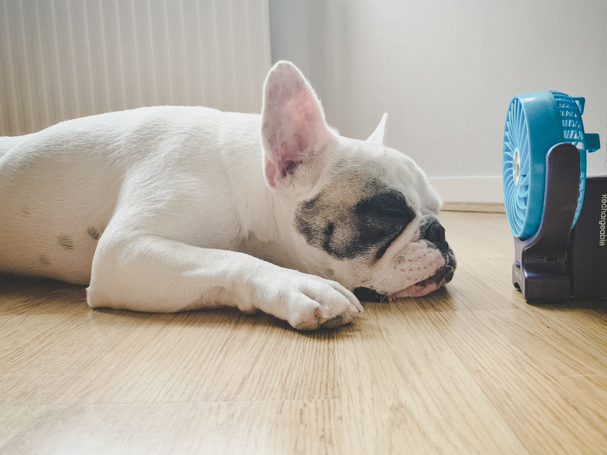 French bulldog sleeping in front of a blue desk fan on a wooden floor.
